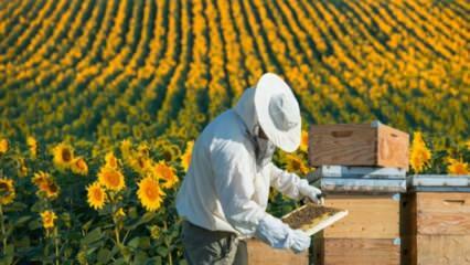Werkloze jongeren werken als bijen in Ordu