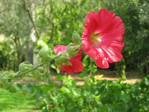 Wat zijn de voordelen van heemstbloem (Hibiskus)? Voor welke ziekten zijn marshmallow-bloemen (Hibiskus) goed?