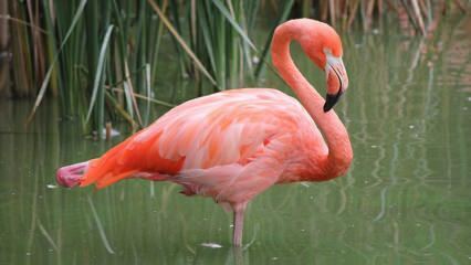 Adana werd de thuisbasis van 'Pink Flamingos'!