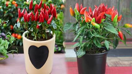 Hoe groeit een pitloze groente in potten? Groeiende rode paprika's in potten