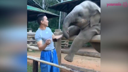 Die momenten tussen de olifant en zijn bewaarder!