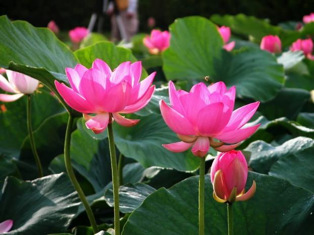 de voordelen van lotusbloem