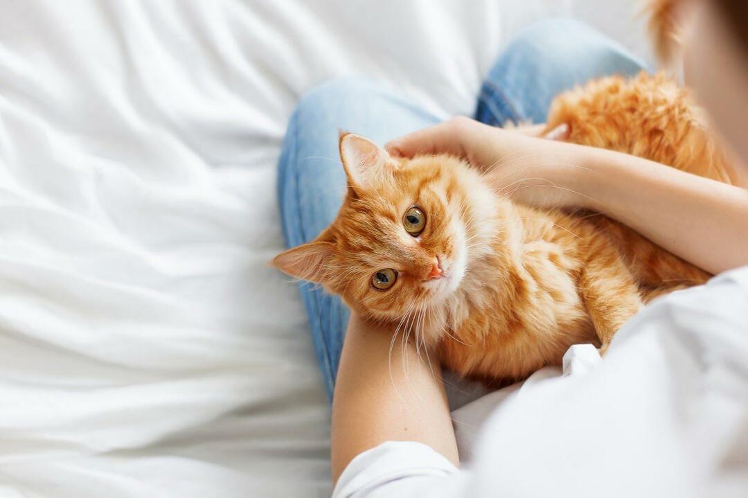 Hoe weet je of katten gelukkig zijn? Houdt mijn kat van mij? De betekenis van de bewegingen van katten