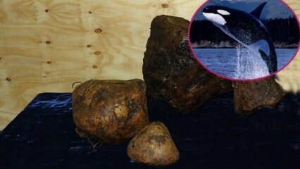 De waarde was verbluffend! Wat is walviskots, waar is barnsteen goed voor en waarom is het duur?