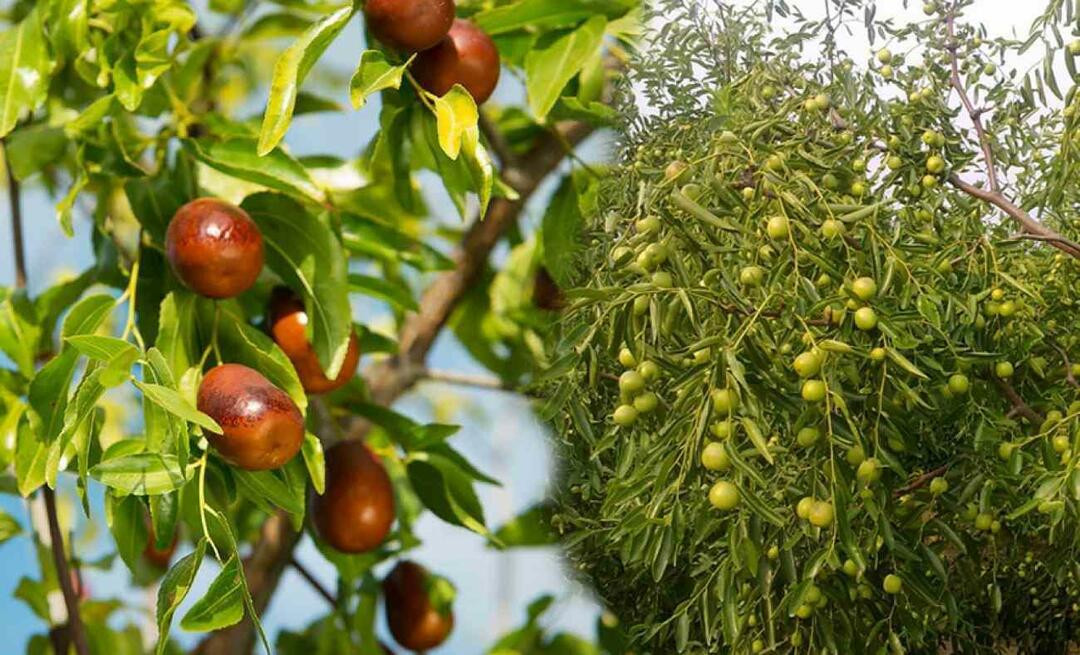 Hoe jujube-zaden te ontkiemen? Hoe jujube-plant in pot te laten groeien? jujube-zorg