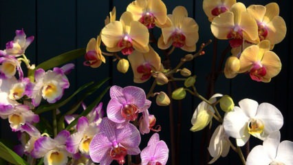 Hoe zorg je voor orchideeën? Hoe geef je een orchidee thuis water? Methode om orchideeën nieuw leven in te blazen