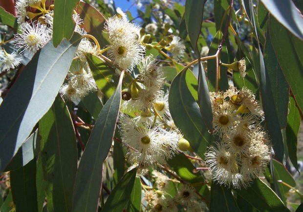 eucalyptusblad 