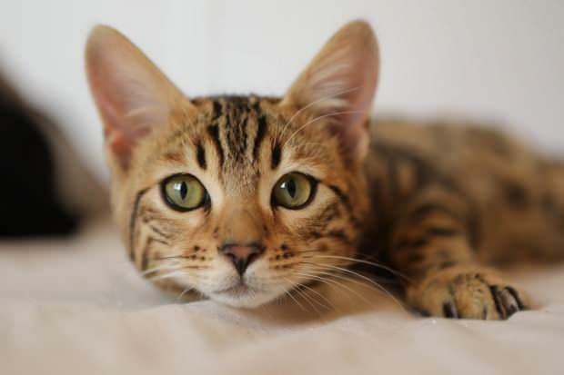 Zindelijkheidstraining bij katten