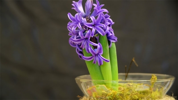 Hoe hyacintbloemen te reproduceren