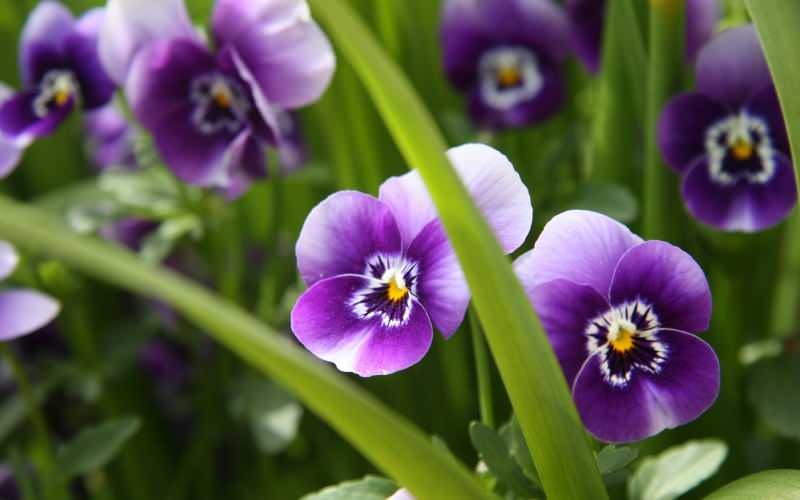 Hoe zorg je voor een violette bloem? Hoe een violette bloem reproduceren?
