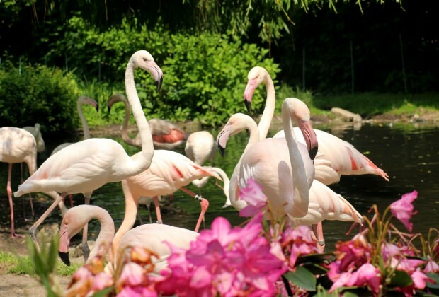 Wat te doen in Flamingoköy?