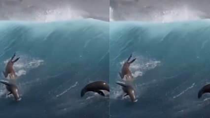 Zeeleeuwen spelen met gigantische golven!