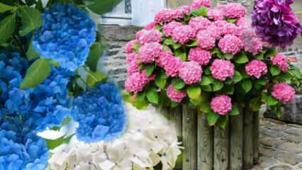 Hoe zorg je thuis voor een hortensiabloem? Methoden voor de voortplanting van hortensia-bloemen 