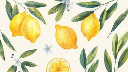 De lekkerste recepten gemaakt met citroen! Het gemakkelijkste recept voor citroendesserts