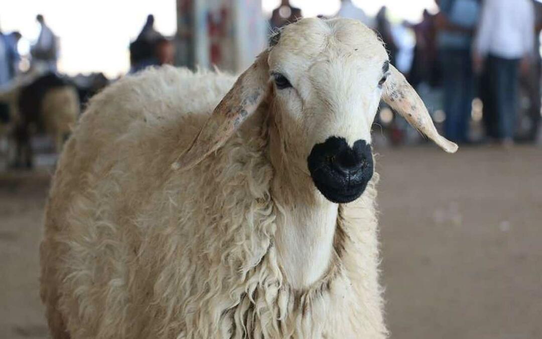 Wanneer is de Eid-al-Adha van 2023? Met welke dagen valt Eid al-Adha in 2023 samen?