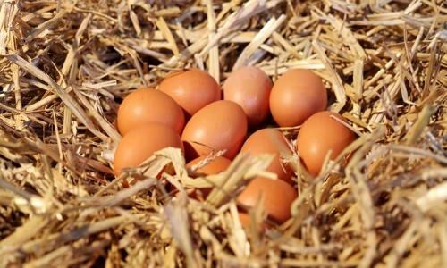 Hoe biologische eieren begrijpen?