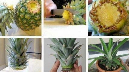Hoe ananas thuis kweken?