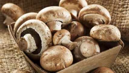 Hoe de versheid van de paddenstoel begrijpen? Hoe champignons bewaren? Tips voor het koken van champignons