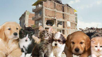 Wat moeten mensen met huisdieren doen voor en na de aardbeving? Degenen die een huisdier hebben ten tijde van de aardbeving