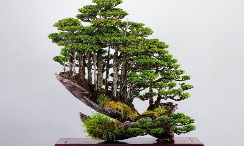 bonsaiboom kenmerken