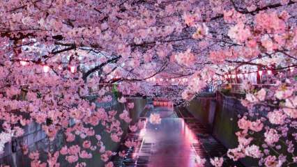Wat betekent Sakura? Onbekende eigenschappen van sakura-bloem