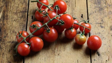 Hoe tomatenrot te voorkomen? Hoe tomatenmot te voorkomen? 