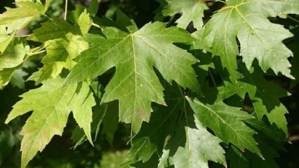 Voordelen van sycomoorboomblad