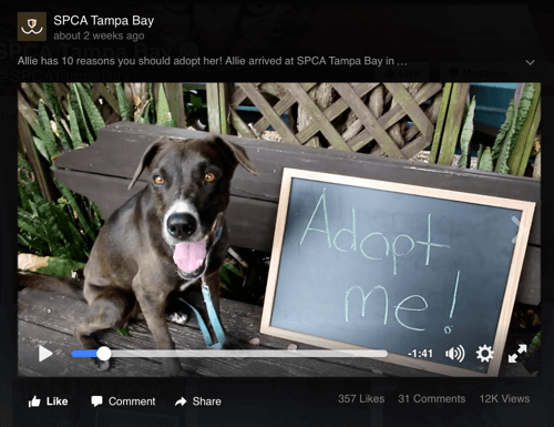 spca tampa bay facebook video