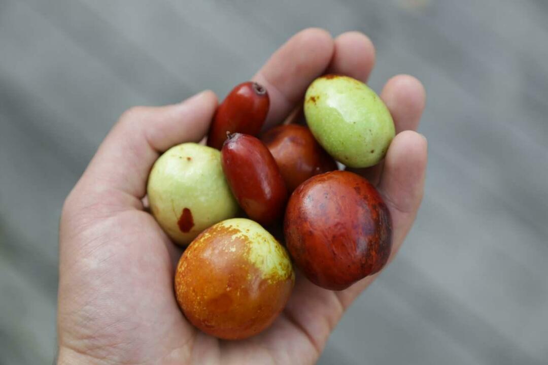 Een methode om af te vallen door jujube te eten! Wat is jujube en wordt er thee van gemaakt om af te vallen? Voordelen van jujube-azijn