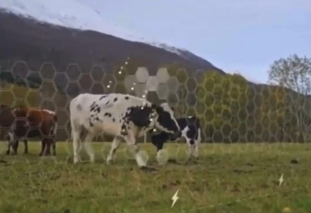 Virtual Fence begon op dieren te worden getest