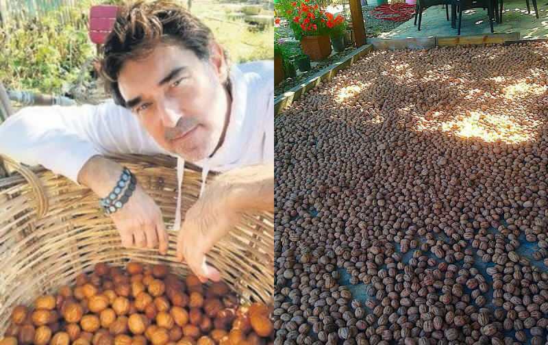 Burak verzamelde rechts de walnoten op zijn boerderij