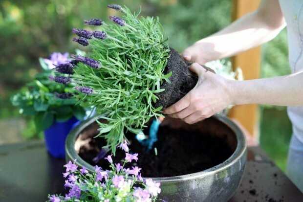 Hoe zorg je voor lavendelbloemen, reproductie en groei thuis?