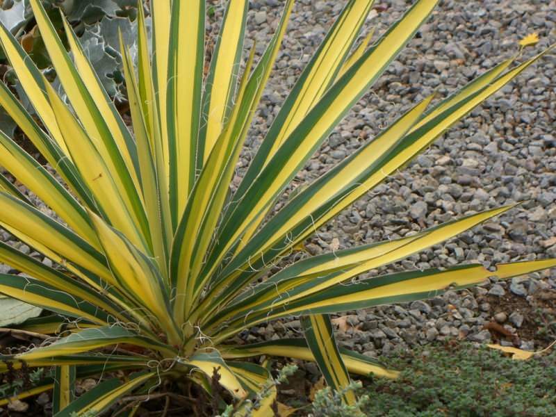 Yucca-verzorgingstrucs! Hoe zorg je thuis voor yuccabloem?