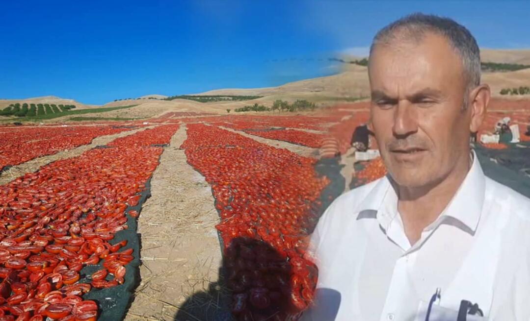 De tomatenoogst voor het drogen is begonnen in Malatya!