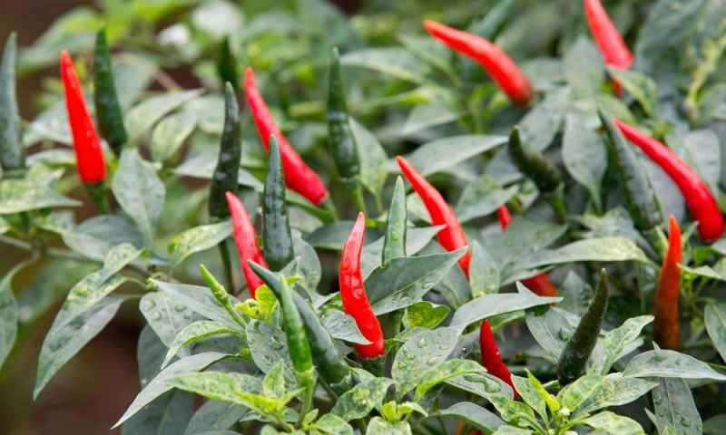 Hoe groene paprika's in potten kweken? Wat zijn de trucs om thuis paprika's te kweken?