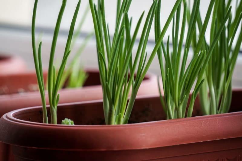 Hoe groene uien in potten kweken? Tips voor het telen van lente-uitjes