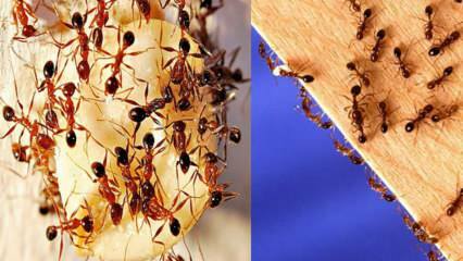 Hoe mieren in huis te vernietigen? Wat te doen om van mieren af ​​te komen, de meest effectieve methode