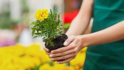 De redenen om thuis planten te kweken? Is het schadelijk om thuis bloemen te laten groeien?
