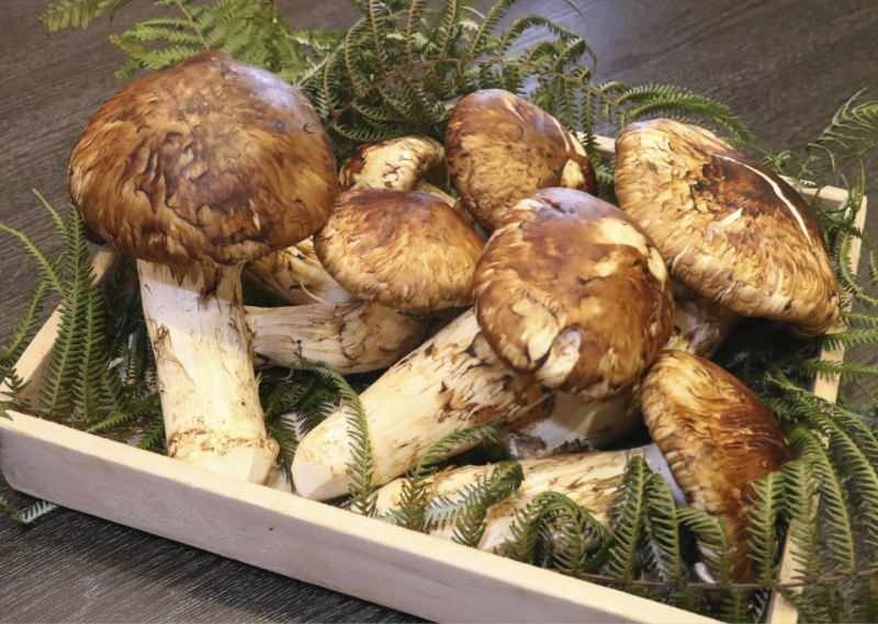 afbeelding van matsutake-paddenstoel