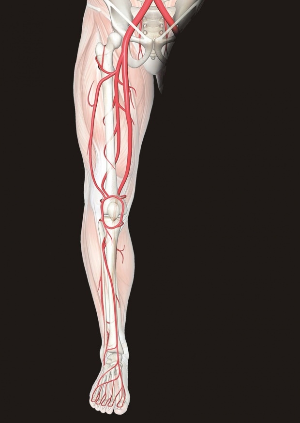 ongemak in de zenuwen in de benen veroorzaakt pijn in de benen