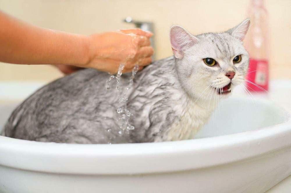 Hoe een kat te wassen