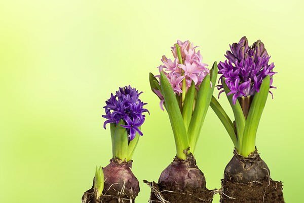 Hyacint bloemenverzorging