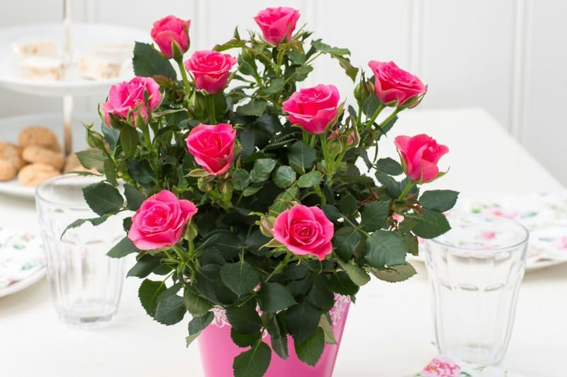 Hoe rozen in potten kweken? Tips voor het thuis kweken van rozen ...
