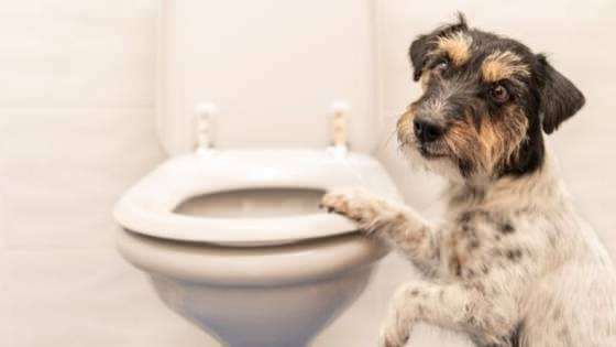 Hoe u de toiletgewoonten van honden kunt maken