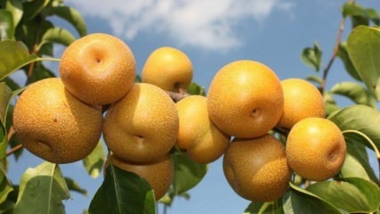 Wat is de nash pear, wat zijn de voordelen?