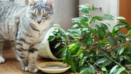 Hoe worden katten uit de buurt van planten gehouden?