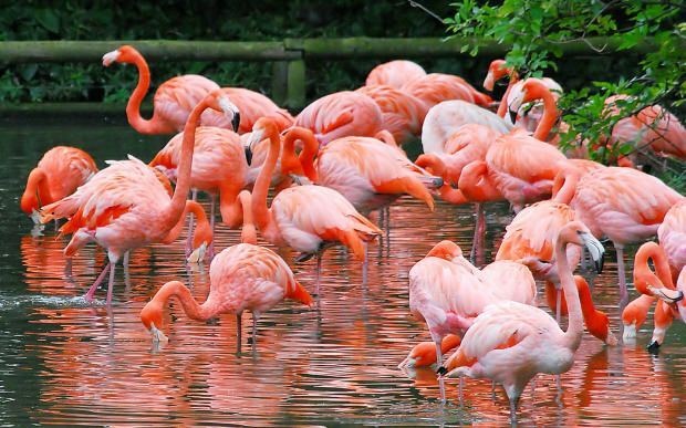 Waar is Flamingo Village? Hoe kom je er? Hoeveel is de prijs van het ontbijt?