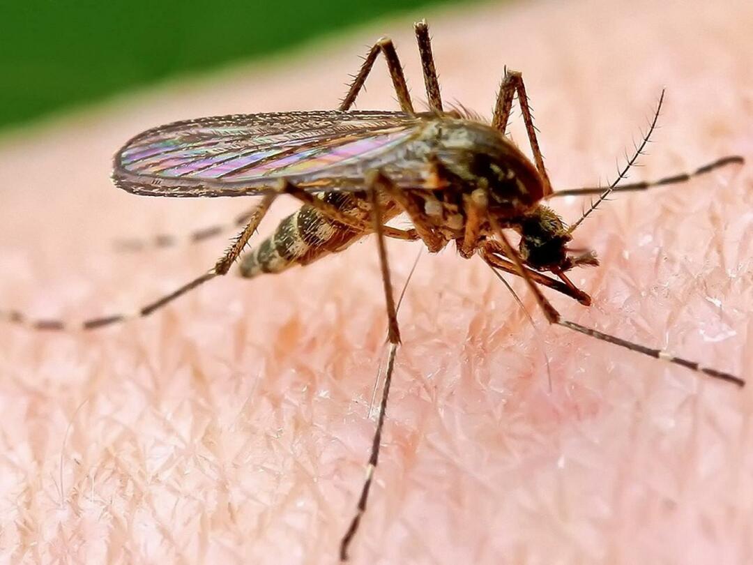 Waarom steken muggen sommige mensen meer?