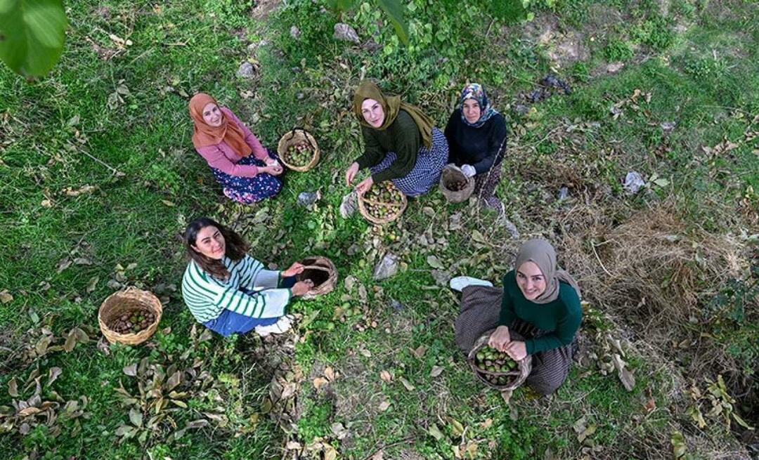 Vrouwen uit Van distribueren walnoten naar Turkije onder het merk 