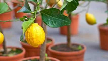 Hoe citroenen thuis in potten te kweken? Tips voor het telen en onderhouden van citroenen